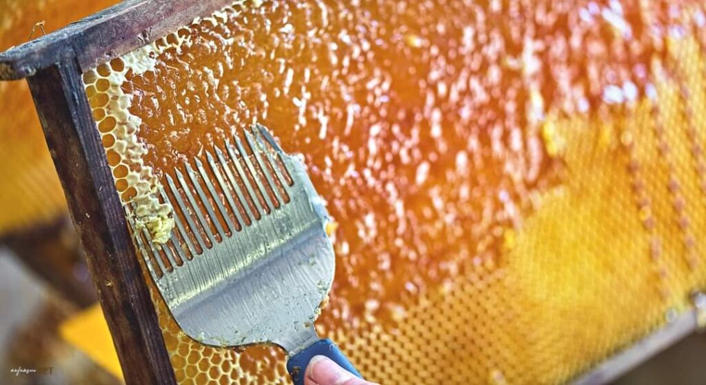 Das Wachs einer Bienenwabe wird mit einem Schaber abgekratzt.